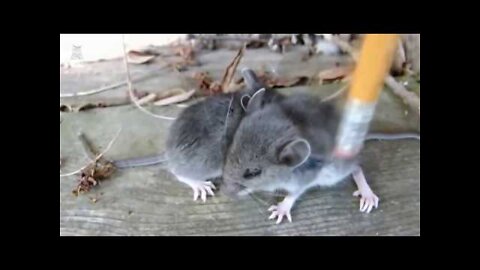 Cute mouse videos 😀 funny mice videos😆 funny animals😁