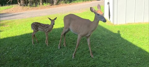 Fawn comes to check up on mom