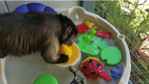 Capuchin monkey helps do the dishes