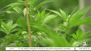 Nebraska lawmakers fail to advance medical marijuana bill