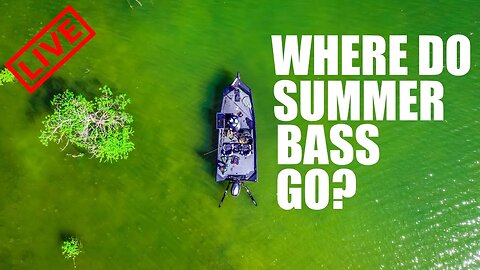 Where do SUMMER Bass Go?