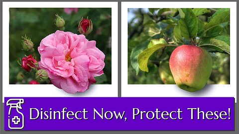 Dormant Season Treatment for Roses & Tree Fruit