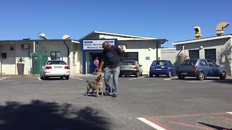 SOUTH AFRICA - Cape Town - Dogs injured due to fireworks (Video) (WmR)