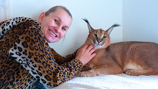 Wild Cat Fanatic Lives With 14 Felines | BEAST BUDDIES