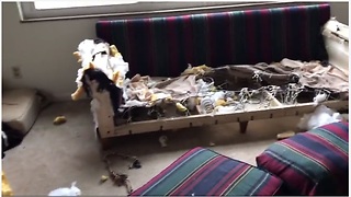 Dog Decimates Couch Because Her Owner Left Her Alone At Home