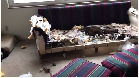 Dog Decimates Couch Because Her Owner Left Her Alone At Home