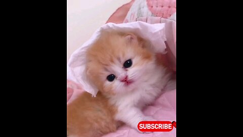So beutiful little kitten 🤣🤣 trending video