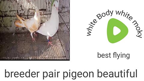 White body white aye breeder pair pigeon beautiful