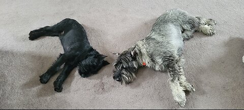 Dagr The Schnauzer - Keep away from little brother
