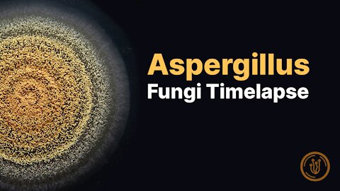 Timelapse of an Aspergillus mold (with microscopy)