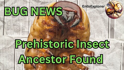 Bug News - Ancient Insect Fossil Found, Organs Intact