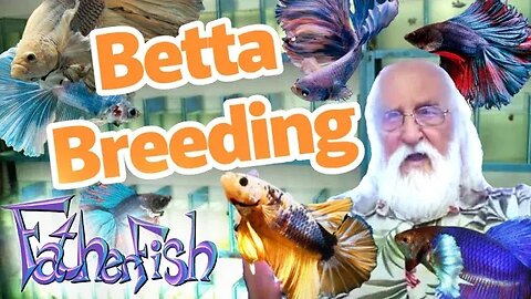 Sharing my Betta Breeding SECRETS - This Changes Everything!