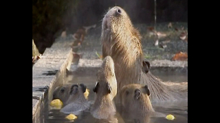 Giant Rodents Enjoy Hot Springs