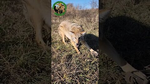 Beautiful Coyote No. 42 #outdoors #trapping #viral #fyp #oklahoma