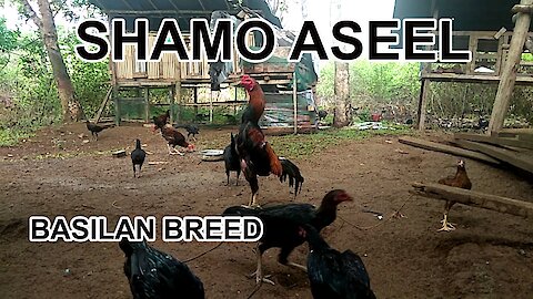 shamo aseel philippines