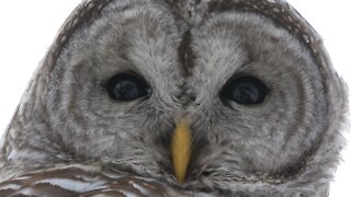 Couple unintentionally captures video of their own reflection in wild owl's eyes