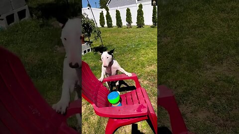 🐶 The kid and dog both have same energy 😁😍 | #Cute #dog #short videos 2023