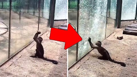 monkey breaks zoo glass
