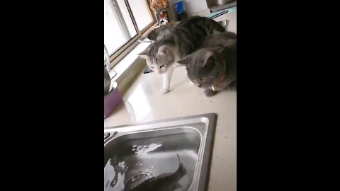 Cats watching fish swimming in the kitchen sink