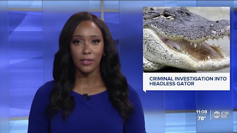 Headless alligator found near state road 62 in Manatee County