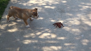 English Bulldog puppy takes on robot spider