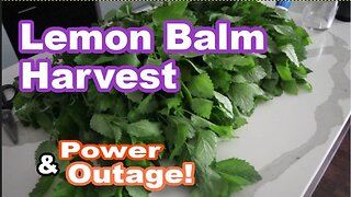 Harvesting and Dehydrating Lemon Balm: Benefits, Uses, and History