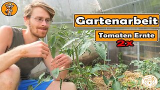 So erntest du viel mehr Tomaten, Gurken & Melonen anbauen, Mischkultur Zucchini | Gartenarbeit