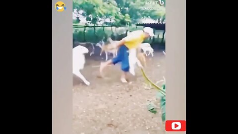 angry goat hit a man & his friends laughing #shorts #youtubeshorts #viral
