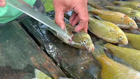 How to clean bluegill fish