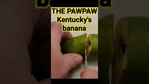 Kentucky's banana 🍌#short