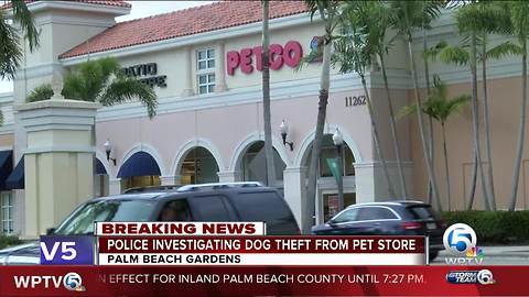 Dog stolen from Palm Beach Gardens Petco