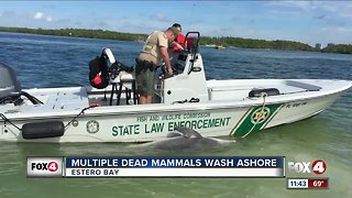 Several mammals found dead in Estero Bay