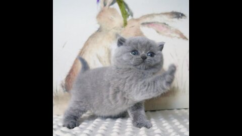 ❤️🐈 Little fluffy Grey Persian Maine Coon Kitten Cute Play While Lying on the bed ❤️