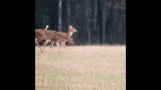 deer on the Battlefield