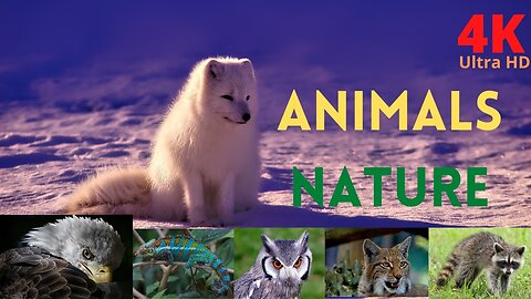 animals nature 4k | forest animals video | animals nature video | animals nature music video