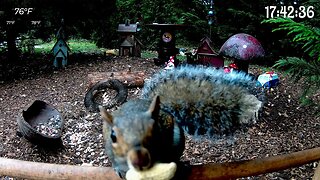 What Freaked Out This Squirrel? #animals #nature