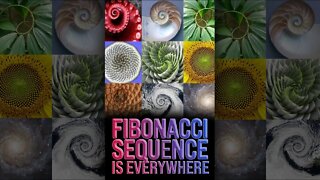 Fibonacci Sequence in Nature 🤯 #shorts