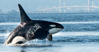 Psychic Focus on Killer Orca Whales