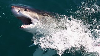 US Senators Learn How Sharks Might Help Cure Cancer