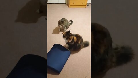 Cat Play Fight