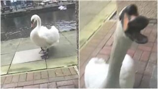 Crazy swan pecks at college dorm window
