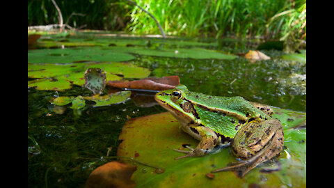 A choir of frogs performs. The soloist is a nightingale