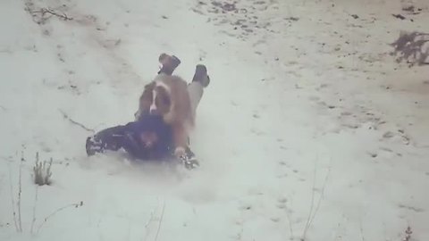 Australian Shepherd uses owner as personal sled