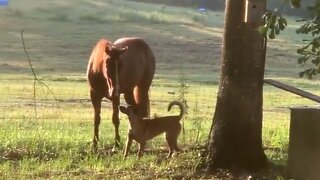 Dog Meets Horse For The First Time, Instant Friendship Ensues