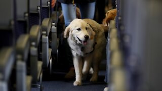 Transportation Department Issues New Rules For Animals On Planes