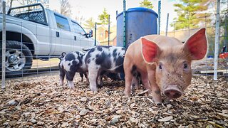 I Was NOT Prepared For The Forest Pastured Pigs