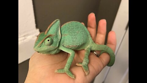One of the reasons to get a chameleon