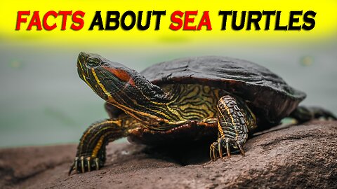 FACTS ABOUT SEA TURTLES || All About Sea Turtles || Interesting facts