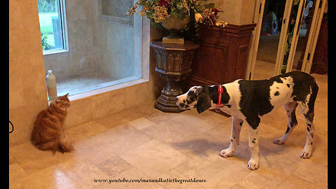 Funny Cat Stares Down Talkative Great Dane Puppy