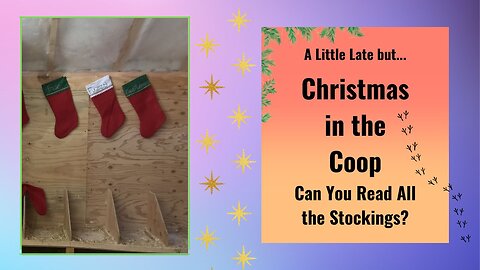 And the Stockings Were Hung in the Coop with Care